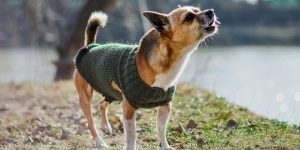 dog law