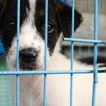 the illegal puppy trade