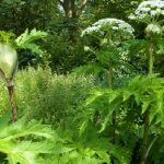 is giant hogweed dangerous to dogs