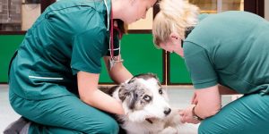 dangers of xylitol to dogs