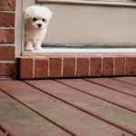 how to prevent door dashing in dogs
