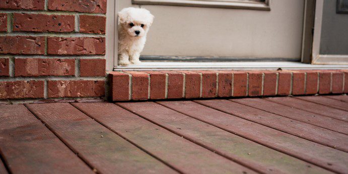 how to prevent door dashing in dogs