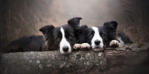 the border collie