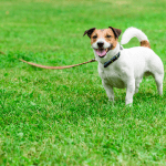 How To Use A Long-Line Lead In Dog Training.