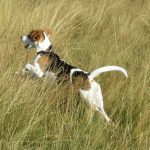 improving your dog's recall