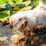 lungworm in dogs