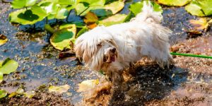 lungworm in dogs