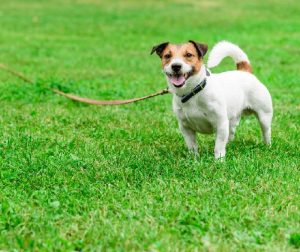 improving your dog's recall