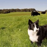 walking dogs near cattle