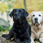 the labrador retriever
