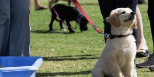 socialise your puppy