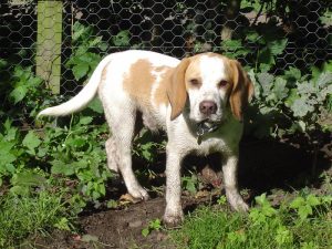 why is my dog digging up the garden?
