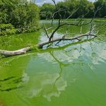 blue green algae and dangers to dogs