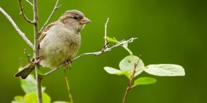 dog walking bird nesting