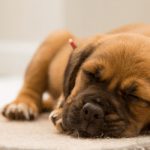 how to teach your dog to settle