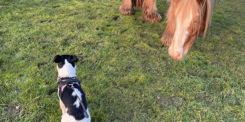 dogs and horse riders