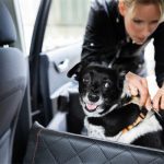 getting your dog used to car travel