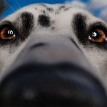 Pet Peeves With Dogs.