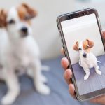 Pet Social Media Influencers.