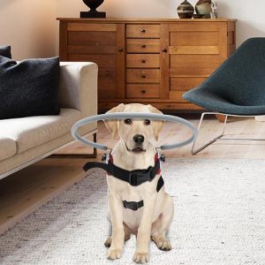 caring for your blind dog