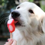 Lollipops4Dogs!