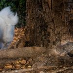 Understanding Prey Drive In Dogs.
