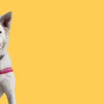 The Hungarian Mudi – Britain’s New Dog About Town.