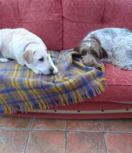 Holidays4dogs Home Comforts Dog Sitting Pet Sitting
