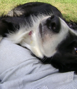 Holidays4dogs Home Comforts Dog Sitting Pet Sitting